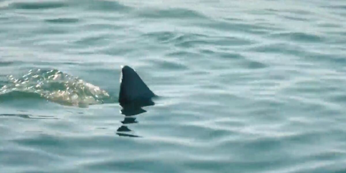 Demain nous appartient : Comment ont été tournées les scènes avec le requin ? Les explications de la production
